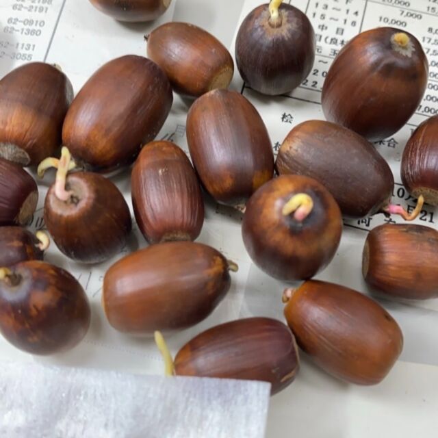 2025年10月 – 山櫻プロジェクト会