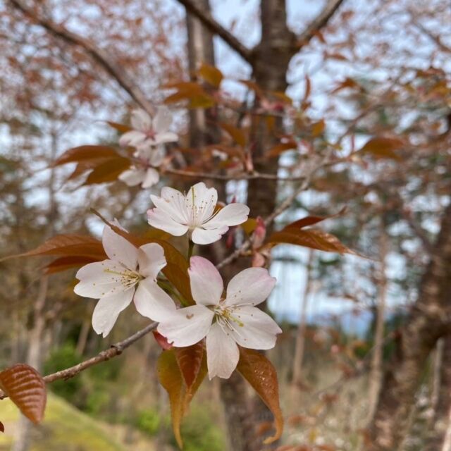 山櫻プロジェクト会